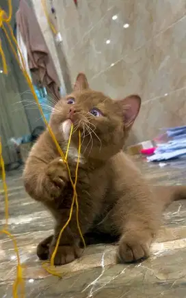 for sale munchkin bsh