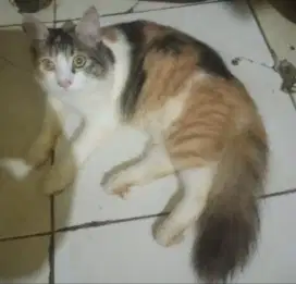 KUCING PERSIA CALICO