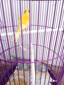 Burung Kenari F1Jantan Paud