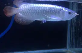 Ikan Arwana/Arowana Super Red