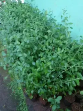 Pohon lecuanyu hias panjang 80cm