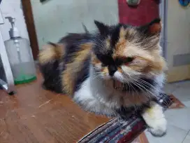 kucing scottish peaknose calico