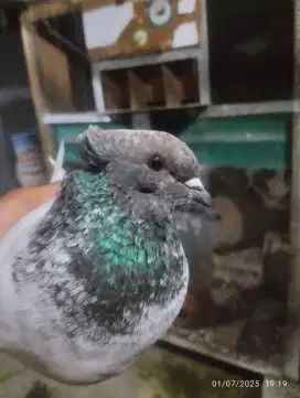 Merpati brues iplik