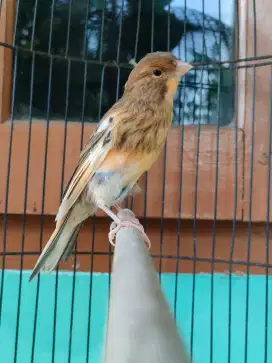 Kenari Paud jantan
