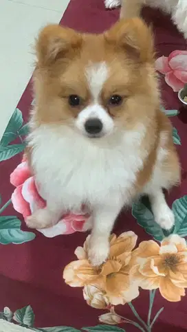 Anjing Pom mix Chihuahua