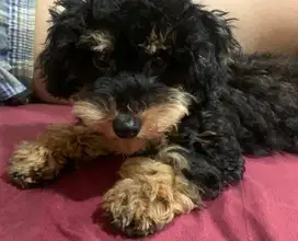 Anjing Phantom Poodle