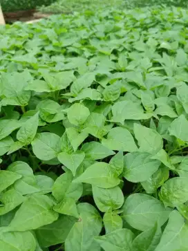 Menjual benih bibit cabai rawit pasar