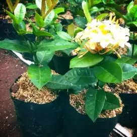 Menjual tanaman hias bunga soka hawai