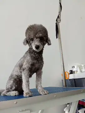 Jual poodle silver indukan
