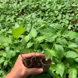 Mejual bibit cabe rawit setan