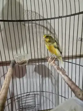 Burung kenari Silangan f1bb x afsf gacor