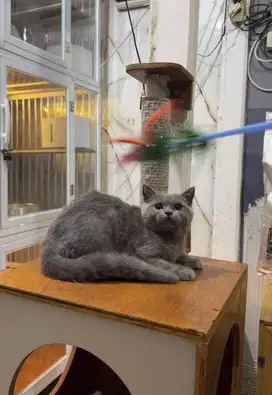 Sepasang BSH blue m/f british shorthair