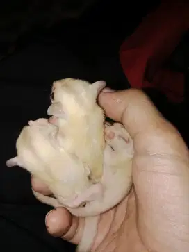 Sugar glider joey creamino jantan betina