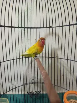 Lovebird betina dewasa