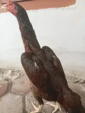 Ayam bangkok biang