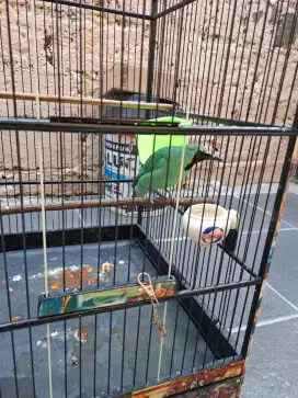 Burung murai medan