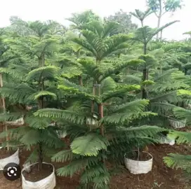 Pohon Cemara norfox