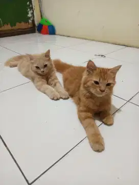 Kucing angora teen