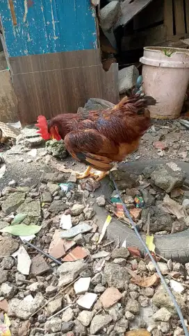 Di jual ayam jago