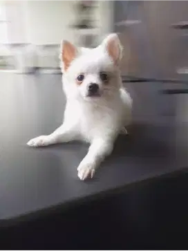 ANAK ANJING POM