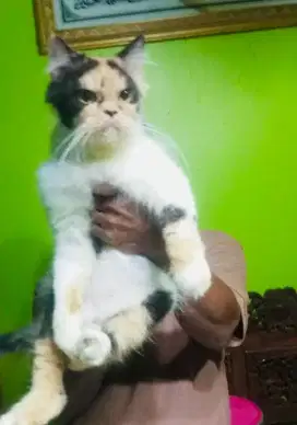 Teman bermain ,lucu imut dan menggemaskan