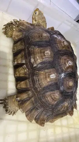 KuraKura Sulcata