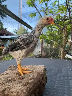 Ayam Ko Shamo usia 1 bulan trah impor