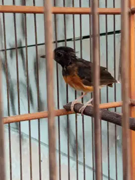 Burung Murai Batu Anakan