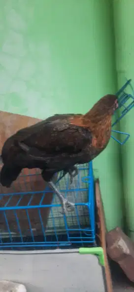 Ayam kampung betina