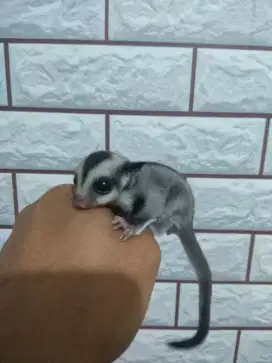 SUGAR GLIDER CG