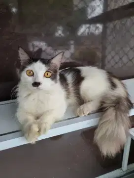 Kucing munchkin jantan