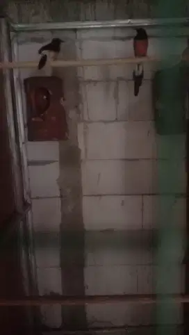 Sepasang burung murai jantan ring apbn 5x peroduksi betina medan