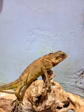 iguana red 45cm