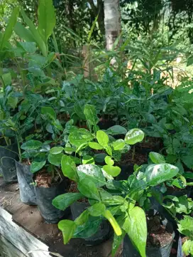 Bibit jeruk purut