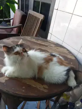 Kucing Persia Peaknose