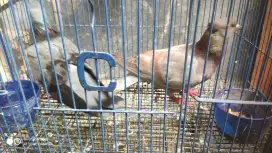 Burung darah balap