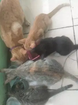 3 kitten dan 1 induk gratis