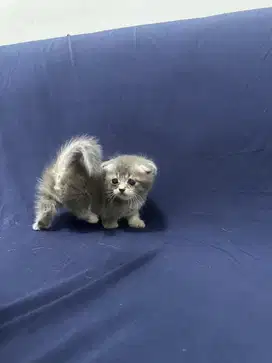 Munchkin Gaelic Silver Tabby,Golden Blue