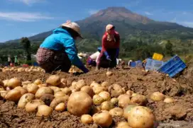 Kentang superr dari petani langsung