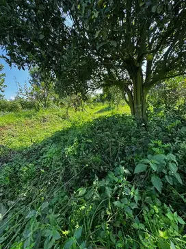 Tanah pertanian kota Batu harga 250 ribuan saja
