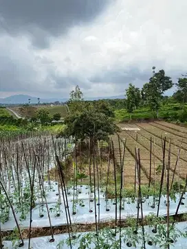 Tanah vila kebun bumiaji harga murah