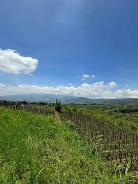 Tanah Pertanian Lokasi Samping perumahan Warga.