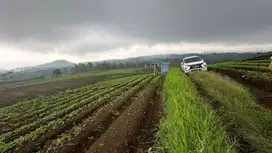 Pertanian 15 hektar batu murah