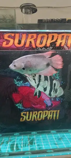 Gurame sabah 40cm