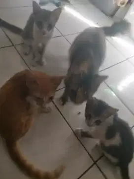KUCING PERSiA GRATIS.