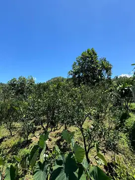 Tanah samping alun alun lingkungan villa cafe