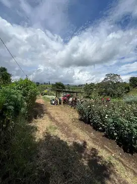 Tanah hunian villa konsep kebun bunga.