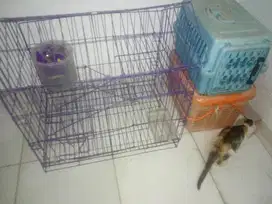 Adopsi 5 kucing anak induk Calico tebal 3 warna + kandang pet carrier