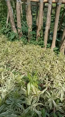 Tanaman hias songop parighata