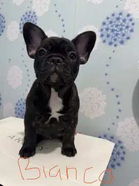 Di Jual Anjing French Bulldog